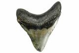 Fossil Megalodon Tooth - South Carolina #168138-1